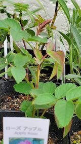 20250411_130609ローズアップル” hspace=