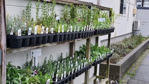 20250418_173234ϡġ hspace=