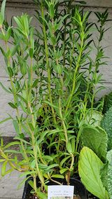 20250411_130200ヒソップ” hspace=