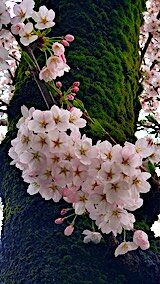 20250420_162358満開の桜8” hspace=