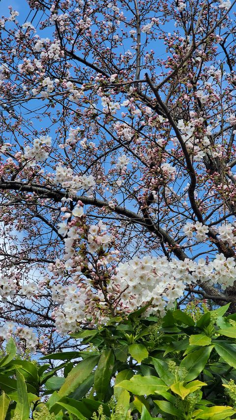 20250417_080315β֡ hspace=