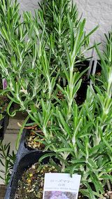 20250411_125903ローズマリー白花” hspace=