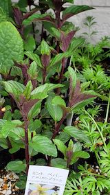 20250411_130143ペパーミントブラック” hspace=