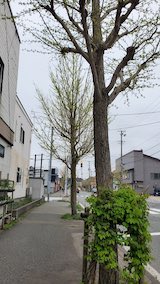 20250424_161434街路樹が芽吹き出す2” hspace=