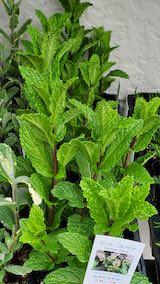 20250411_130030スペアミント” hspace=