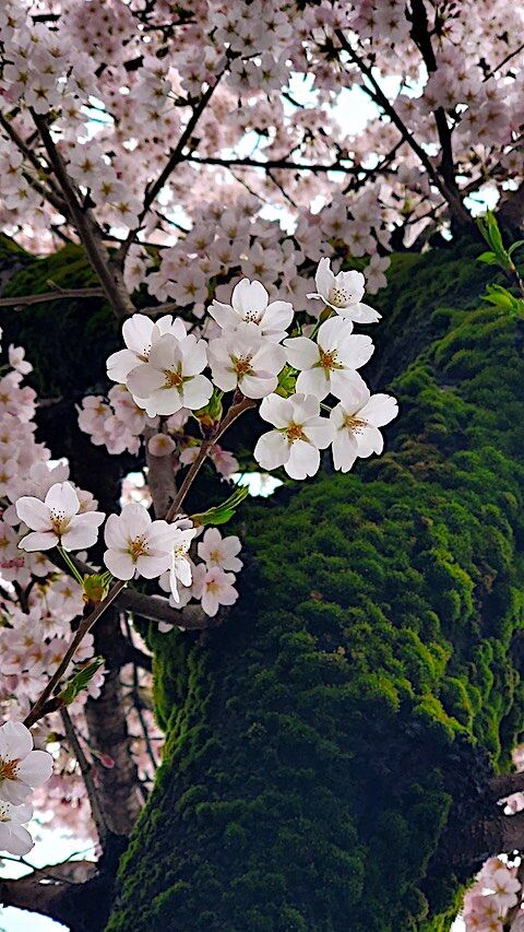 20250420_162459κ10 hspace=