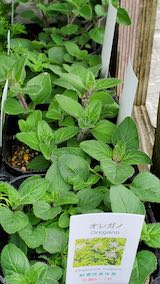 20250411_130111オレガノ” hspace=