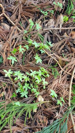 20250417_094954山の様子山菜シドケ” hspace=