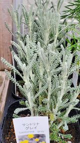 20250411_130427サントリーナグレイ” hspace=