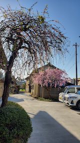 20250422_065057īͻҡ hspace=