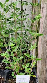 20250411_130556チェリーセージパープル” hspace=