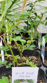 20250411_130622ローズドック” hspace=