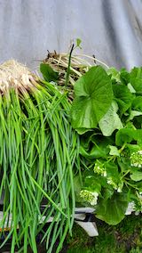 20250415_114723収穫したひろっこと山ワサビ” hspace=