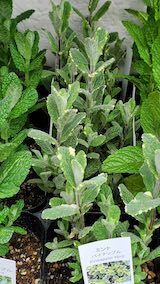 20250411_130022パイナップルミント” hspace=