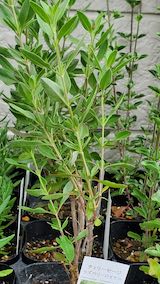 20250411_130548チェリーセージラズベリーロイヤル” hspace=