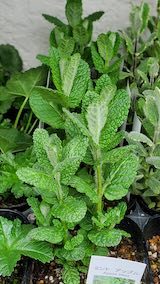 20250411_130014アップルミント” hspace=