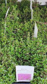 20250411_125854タイム赤花クリーピング” hspace=