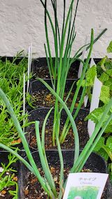 20250411_130044チャイブ” hspace=