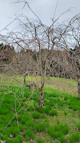 20250415_112601八重紅枝垂れ桜の咲く斜面の様子” hspace=