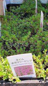 20260424_115132タイム赤花クリーピング” hspace=
