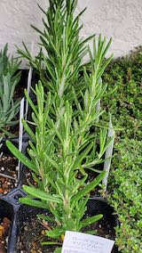 20250411_125844ローズマリーマリンブルー” hspace=