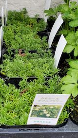 20250411_130504カモマイルダブルフラワー” hspace=