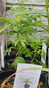 20250411_130643カレーリーフ” hspace=