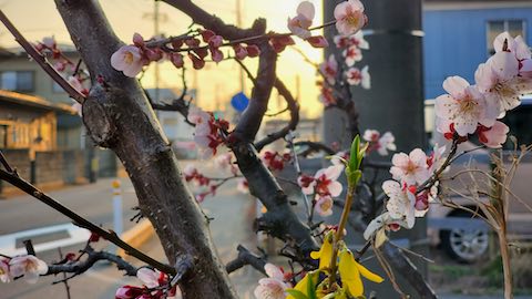 20250412_173237ߤβֳ2 hspace=