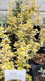 20250411_130352タイムゴールデンレモン” hspace=