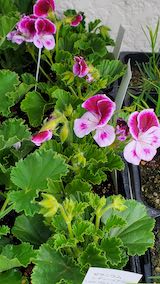 20250411_125811ゼラニウムレディーメアリー” hspace=