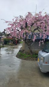 20250423_094120外の様子朝1” hspace=