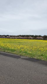 20250424_104931ラベンダーの苗木配達2” hspace=