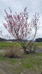 20250417_120939山の出入り口花梅の花” hspace=