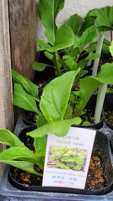 20250411_125947ロケットサラダ” hspace=