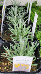 20250411_130458カレープラント” hspace=