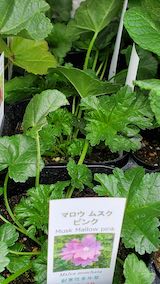 20250411_130003マスクマロウ” hspace=