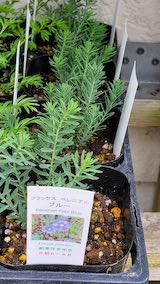 20250411_130125フラックスペレニアルブルー” hspace=