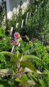 20250416_145945ハーブ苗” hspace=