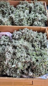 20250424_090916ラベンダーの苗木2” hspace=