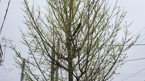 20250424_161450ϩ᤭Ф1 hspace=