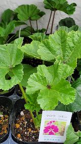 20250411_125954マローコモン” hspace=