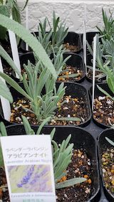 20250411_130228ラバンジンアラビアンナイト” hspace=