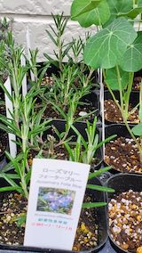 20250411_130320ローズマリーフォーターブルー” hspace=