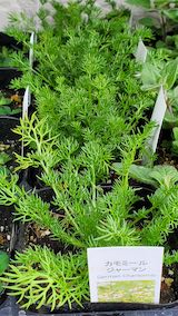 20250411_130105カモマイルジャーマン” hspace=