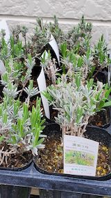 20250411_130329ラベンダー濃紫3号” hspace=