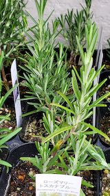 20250411_125916ローズマリートスカナブルー” hspace=