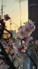 20250412_173204ߤβֳ1 hspace=