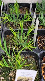 20250411_125823ティートゥリー” hspace=