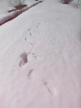 20060224山雪の上の足跡