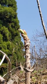 20250417_100548山の様子タラノメ” hspace=